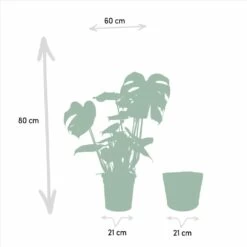 Delicious Monstera Et Son Panier Noir - H80cm, ø21cm - Plante D'intérieur -Flora Soldes 007ecbc3c5693402