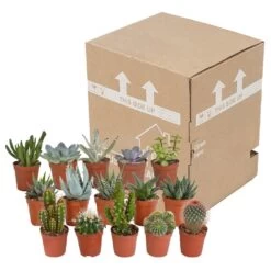 Cactus Et Succulentes, Box De 15 Plantes - H8cm, ø5,5cm - Plantes D'intérieur -Flora Soldes 02478b3ba3355e15