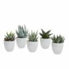 Gasteria, Haworthia Et Leurs Caches-pots Blancs, Box De 5 Plantes - H8cm, ø6cm - Plantes D'intérieur -Flora Soldes 025a688e9f5ad808