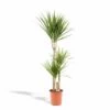 Dracaena Marginata - H120cm, ø21cm - Très Grande Plante D'intérieur -Flora Soldes 0425ebc6ee276b81