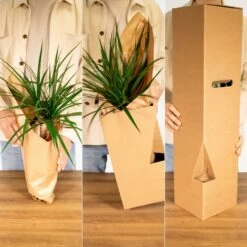 Palmier Kentia Xl - H120cm, ø24cm - Très Grande Plante D'intérieur -Flora Soldes 048ffae3ee14afc1