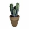 Myrtillocactus - H40cm, ø17cm - Plante D'intérieur Facile D'entretien -Flora Soldes 04e25bc011a942e5