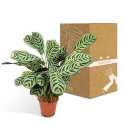 Ctenanthe Lovable - H25cm, ø14cm - Plante D'intérieur -Flora Soldes 07580efcf85dabc9