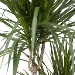 Dracaena Marginata - H115cm, ø21cm - Très Grande Plante D'intérieur -Flora Soldes 07fbb3a2dafa42b8