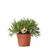 Rhipsalis Baccifera - H10cm, ø6cm - Plante D'intérieur -Flora Soldes 0c779f26269abae2