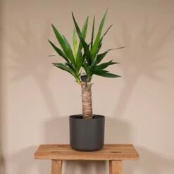 Yucca - H40cm, ø14cm - Plante D'intérieur -Flora Soldes 0d97c789b77fd7cf