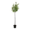 Abricotier 'Bergeval'® :1/2 Tige Pot -Flora Soldes 1015040 1715236