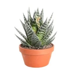 Cactus Et Succulente Mix : Pot D.17cm - H.20cm -Flora Soldes 1024299 006