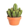 Cactus Et Succulente Mix : Pot D.17cm - H.20cm -Flora Soldes 1024299 1717063