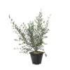 Olivier, Olea Europeae : Pot 4L -Flora Soldes 1024362 1717117