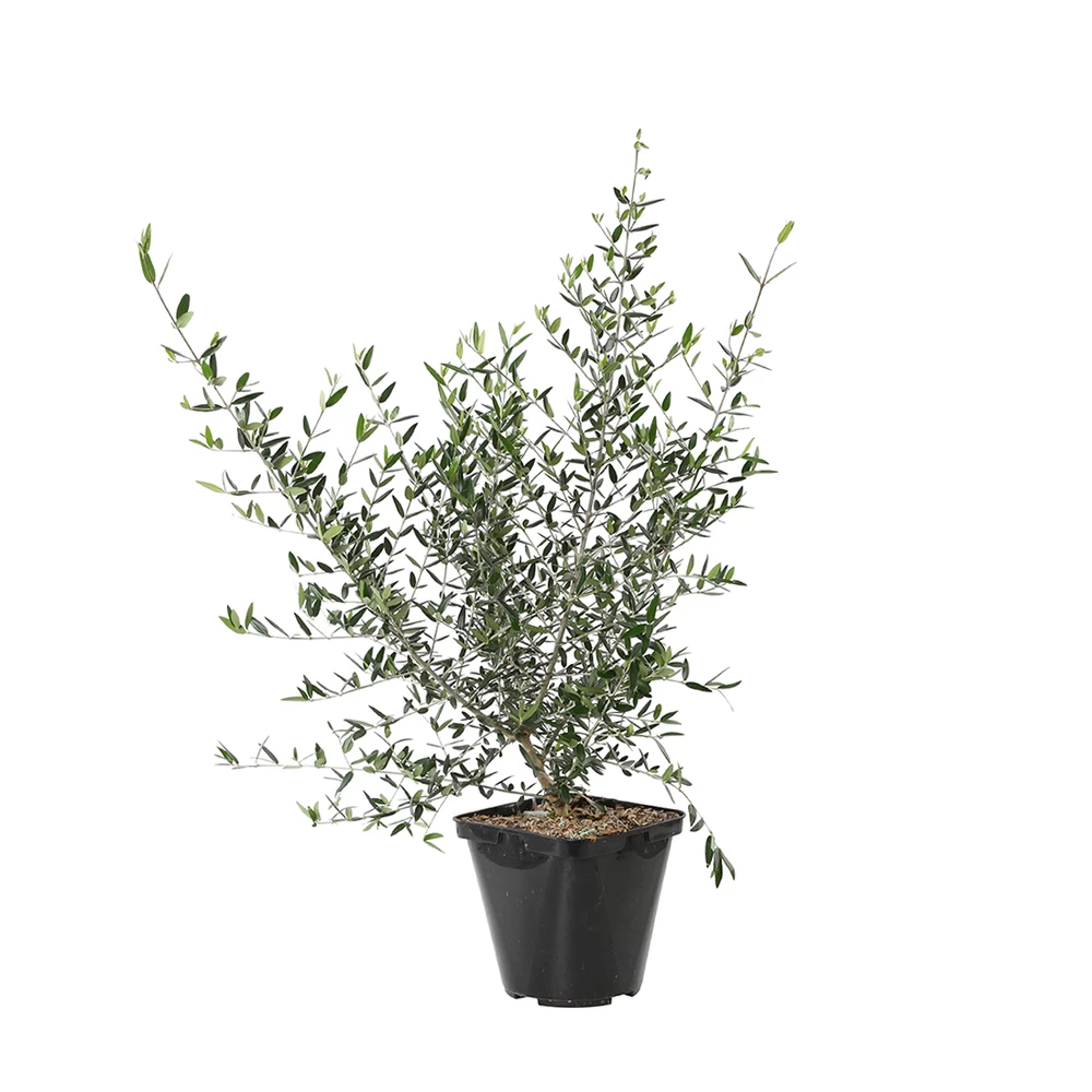 Olivier, Olea Europeae : Pot 4L 3 Olivier, Olea Europeae : Pot 4L