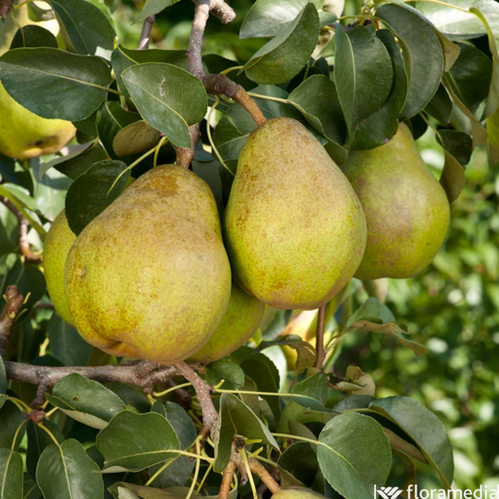 Poirier 'Docteur Jules Guyot':gobelet 2 Ans Pot 7.5L 3 Poirier 'Docteur Jules Guyot':gobelet 2 Ans Pot 7.5L