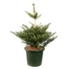 Abies Koreana 'Molli' Pot D6cm -Flora Soldes 1024764 001
