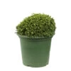 Chamaecyparis Pisifera 'Hime-Sawara' Pot D2,5cm -Flora Soldes 1024766 1471732