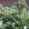 Picea Omorika 'Karel' -Flora Soldes 1024768 1471741