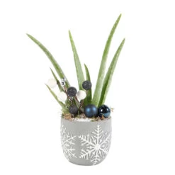 Aloe Vera, Décors Thème Montagne : Pot D.11 Cm - H.35 Cm -Flora Soldes 1041170 1729180