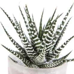 Haworthia En Verrerie H18cm X D9cm -Flora Soldes 1041225 002