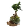 Ficus Ginseng : H35cm Socle Bois, Contenant En Verre D21 Cm -Flora Soldes 1043386 1732033