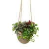 Succulentes En Sac De Jute, Pot D20cm- Variétés Variables -Flora Soldes 1043521 1732270