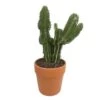 Cactus : H40cm Pot Terre Cuite D20 Cm -Flora Soldes 1043860 001