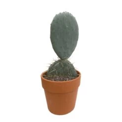 Cactus : H40cm Pot Terre Cuite D20 Cm -Flora Soldes 1043860 002