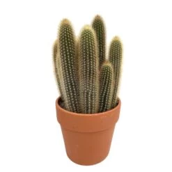 Cactus : H40cm Pot Terre Cuite D20 Cm -Flora Soldes 1043860 004