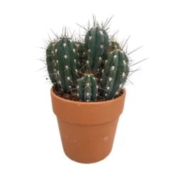 Cactus : H40cm Pot Terre Cuite D20 Cm -Flora Soldes 1043860 005