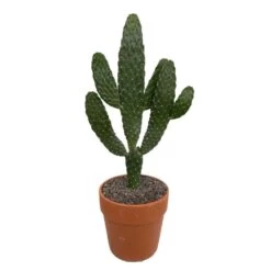 Cactus : H40cm Pot Terre Cuite D20 Cm -Flora Soldes 1043860 006