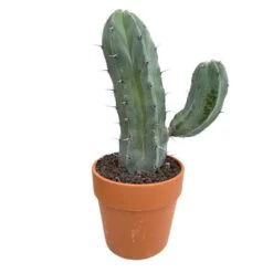 Cactus : H40cm Pot Terre Cuite D20 Cm -Flora Soldes 1043860 007