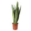Sansevieria ' Zeylanica' H75cm : Pot D21cm -Flora Soldes 1043880 1732615