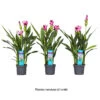 Curcuma 'Siam Splash' H50cm, Pot D13cm -Flora Soldes 1044355 1494373
