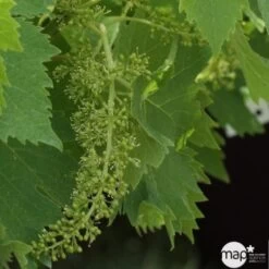 Vigne Variée : Pot 100L -Flora Soldes 1045083 1734520 1