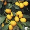 Kumquat Sur 1/4 Tige : Pot 2L -Flora Soldes 1045106 002