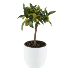 Kumquat Sur 1/4 Tige : Pot 2L -Flora Soldes 1045106 004