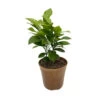 Oranger 'Orange Tea®' Pot D 12cm -Flora Soldes 1045111 2027662
