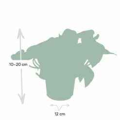 Epipremnum Happy Leaf Scindapsus - H15cm, ø12cm - Plante D'intérieur Tombante 10 Epipremnum Happy Leaf Scindapsus - H15cm, ø12cm - Plante D'intérieur Tombante -Flora Soldes 1046f5608f3c7eca