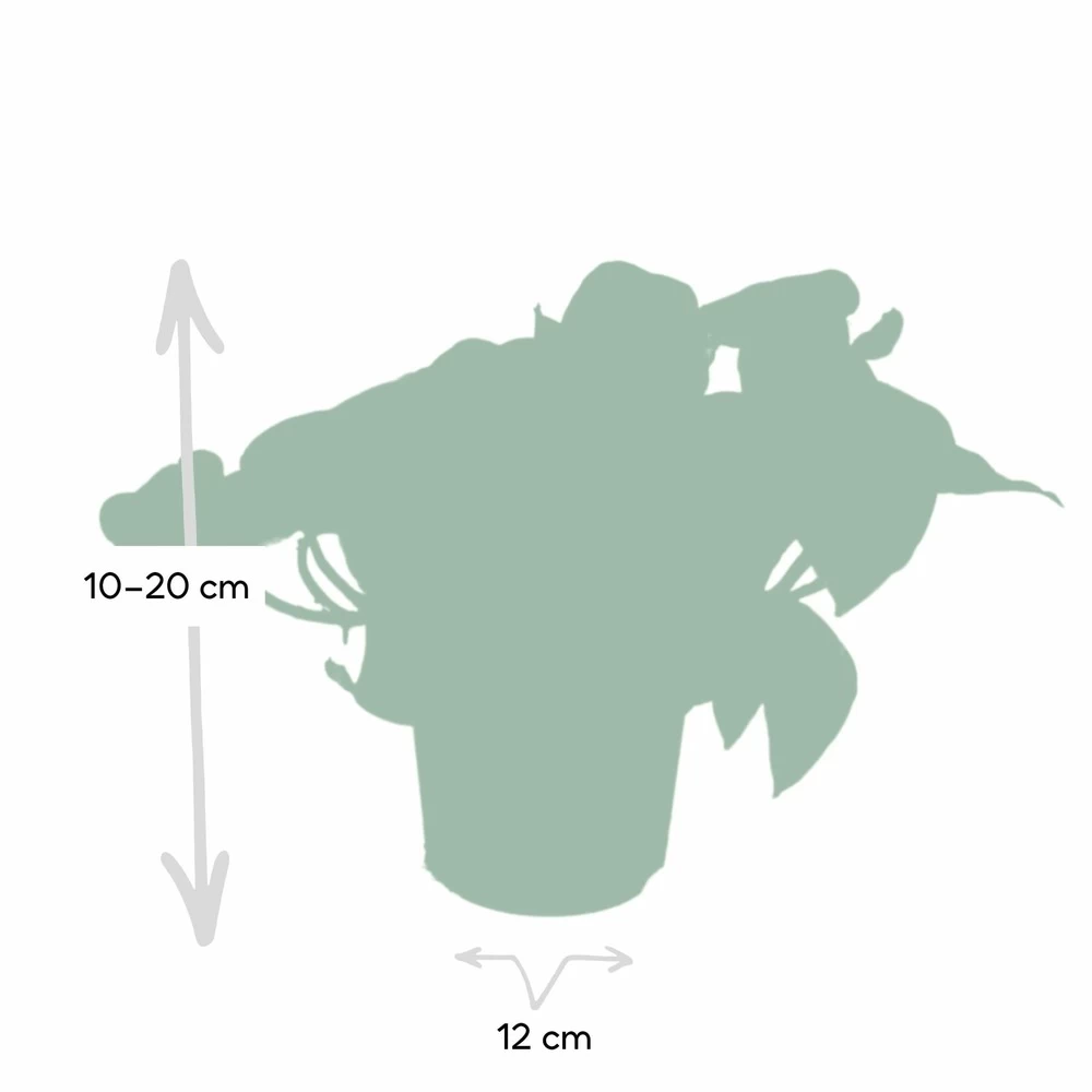 Epipremnum Happy Leaf Scindapsus - H15cm, ø12cm - Plante D'intérieur Tombante 6 Epipremnum Happy Leaf Scindapsus - H15cm, ø12cm - Plante D'intérieur Tombante - Image 4