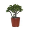 Crassula Ovata 'Minor' H30cm : Pot D17cm 1 Crassula Ovata 'Minor' H30cm : Pot D17cm -Flora Soldes 1055574 2001848