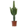 Euphorbe Erythrea H100cm : Pot Ø24 Cm -Flora Soldes 1055575 2001851