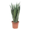 Sansevieria ' Zeylanica' H85cm : Pot D25cm -Flora Soldes 1055637 2002031