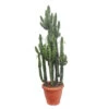 Euphorbe Erythrea 3 Pieds H220cm : Pot Ø50cm -Flora Soldes 1055650 2073403