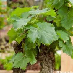 Vigne Variée : Pot 100L -Flora Soldes 1056072 2115057 1