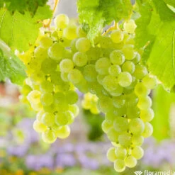 Vigne Variée : Pot 25L -Flora Soldes 1056072 2115060