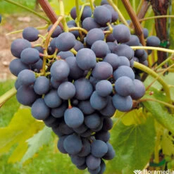 Vigne Variée : Pot 25L -Flora Soldes 1056072 2115063