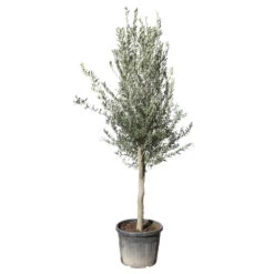 Olivier, Olea Europeae, ' Cipressino ' : Pot 70L