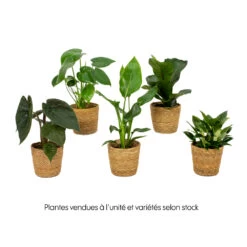 Mix Plantes Vertes, Variétés Variables : Vannerie D12cm -Flora Soldes 1066833 2072083