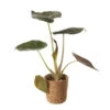 Mix Plantes Vertes, Variétés Variables : Vannerie D12cm -Flora Soldes 1066833 2124780