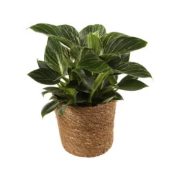 Mix Plantes Vertes, Variétés Variables : Vannerie D12cm -Flora Soldes 1066833 2124783