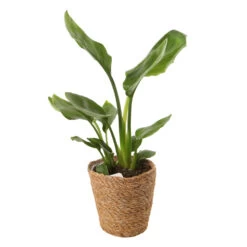 Mix Plantes Vertes, Variétés Variables : Vannerie D12cm -Flora Soldes 1066833 2124786