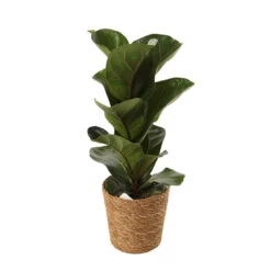Mix Plantes Vertes, Variétés Variables : Vannerie D12cm -Flora Soldes 1066833 2124789